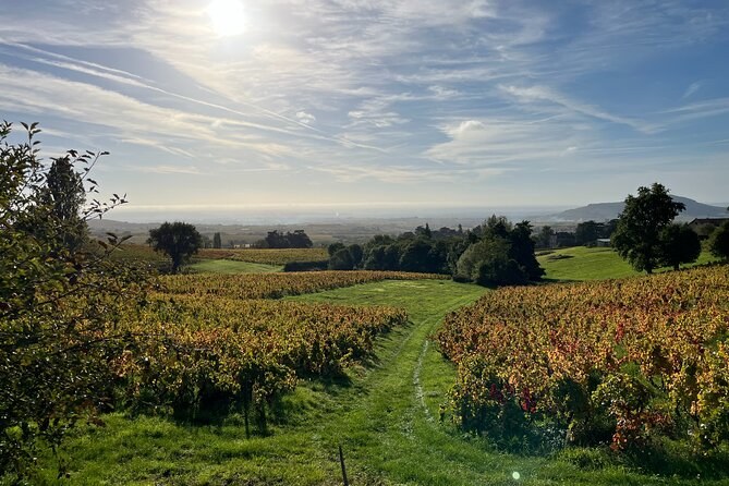A grass track between autumn vine rows, the plain hazy in the distance