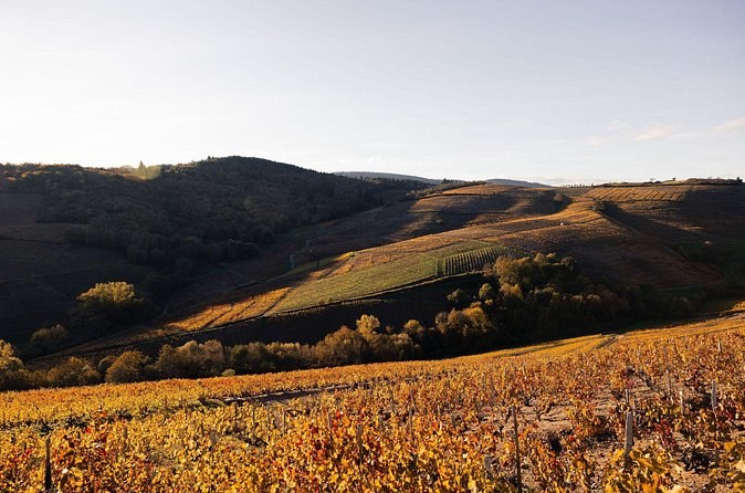 Vines turned orange in autumn below hills catching the low sun
