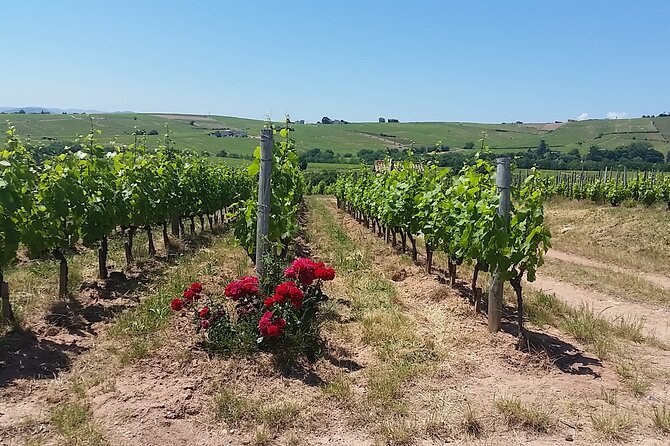 Red roses planted at the end of a row of vines