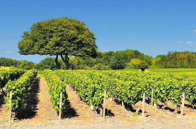 Straight rows of vines on bare earth, a round-crowned tree beyond