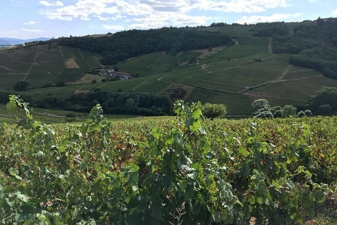 Vine leaves in the foreground, a slope of vine parcels and wooded hills behind