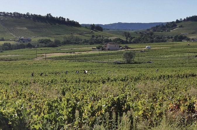 A broad valley of vines with a farmhouse and wooded ridges beyond