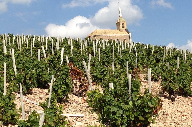 Young staked vines on stony ground below a village church tower